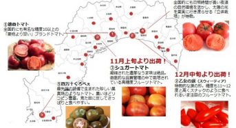 高知が発祥の地・冬が旬の「フルーツトマト」ユニークな冬春トマトが11月より順次出荷開始