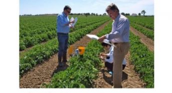 カゴメ、NECと共同で最先端の加工用トマト栽培技術の開発に着手。ポルトガル試験農場では１ha・１４６トンを達成