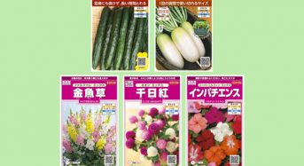 サカタのタネ、絵袋種子「実咲」シリーズからキュウリやキンギョソウなど５点を発売