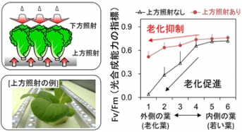 千葉大学、植物工場における葉の老化抑制を実現する新たな植物栽培システムを開発