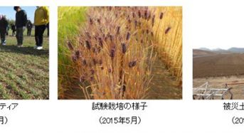 アサヒグループHDなど、宮城県東松島市で高付加価値作物の育成を目的に大麦栽培