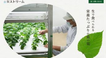 長野県岡谷市の３社が新会社設立。植物工場にて生食用の桑を栽培