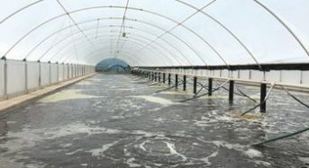 ベトナムにてイスラエル発祥の最新エコ技術を導入。巨大温室ハウスにてエビ養殖へ