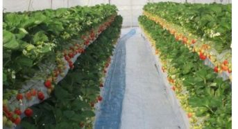 オリエンタルランド、ディズニー向けイチゴを北海道・ハウス高設栽培にて自社生産