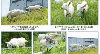 Amazon、多治見フルフィルメントセンターでヤギによる「エコ除草」を実施