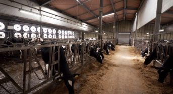 パナソニック、自動環境制御・次世代閉鎖型牛舎システムを本格導入。暑熱期の搾乳量減少抑制に効果