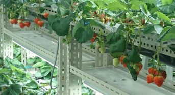 いちごカンパニー、イチゴの植物工場にて同一株から２年以上の収穫に成功