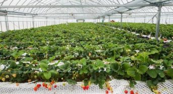 ヤンマー「バイオイノベーションセンター倉敷ラボ」が本格稼働。移動栽培装置を活用したイチゴの周年栽培試験など