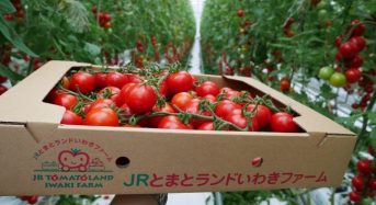 JR東日本グループ、太陽光利用型植物工場トマトをエキナカ店舗や高級スーパーに販売