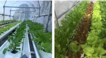 セプトアグリ、液肥を使用しない水耕栽培・屋外設置型ユニット「EZ水耕菜園」の販売受付を開始
