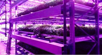 富士通など、フィンランドに完全人工光型植物工場を活用する農作物の生産・販売を行う新会社を設立