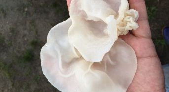 グレイスファームがハウス栽培による「白いきくらげ」の保湿成分を使用した洗顔石鹸を開発