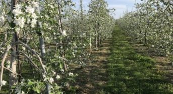 日本農業インコーポレイテッド、生産法人と「輸出用りんご生産」の業務提携