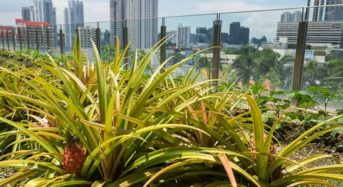 シンガポール5つ星ホテルの屋上菜園、ハーブ野菜やパッションフルーツも栽培