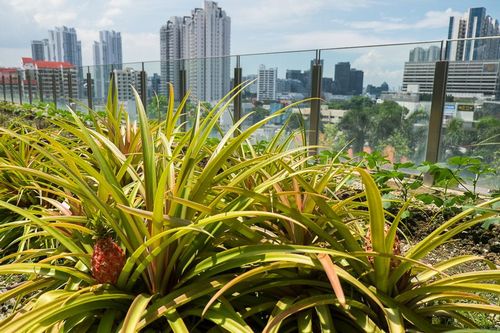 シンガポール5つ星ホテルの屋上菜園、ハーブ野菜やパッションフルーツも栽培