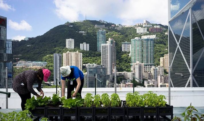 香港の高層タワー３９階にある屋上ファームが収穫ピークへ。都市住民の行動にも変化が