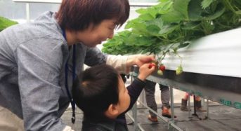六甲山カンツリーハウス、冷涼気候を生かし、夏イチゴの収穫体験