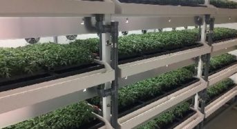 新潟県内初のユニット型植物工場による苗生産事業、環境制御型施設による高糖度トマトの生産開始
