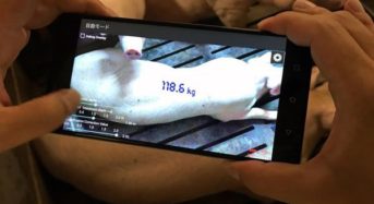 伊藤忠飼料とNTTテクノクロス、スマホ撮影で豚の体重を推測するアプリを共同開発