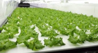2022年度 植物工場や養殖技術に関する研究補助「Konno＆レスター財団」