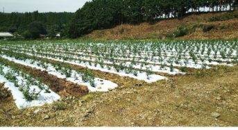 伊藤園、佐賀県で茶産地育成事業（新産地事業）を開始。耕作放棄地を専用茶畑へ