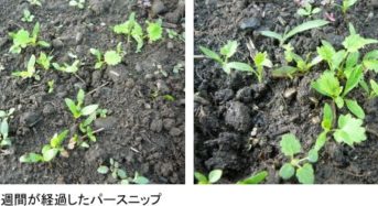 ノウカス、日本では栽培事例が少ないセリ科の根菜「パースニップ」を本格栽培