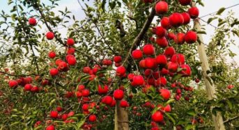 日本農業インコーポレイテッド、日本初のりんご用反射シートの販売開始