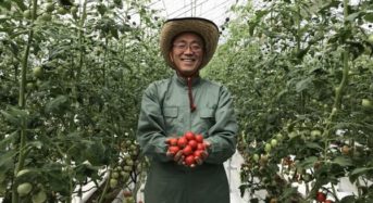 石川県内スーパー・モアショップヤマモト、養液土耕による植物工場にてトマト栽培