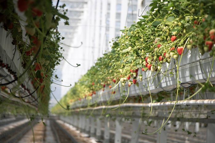 カナダの植物工場ビジネス。生き残りをかけて「イチゴ」高付加価値化へ