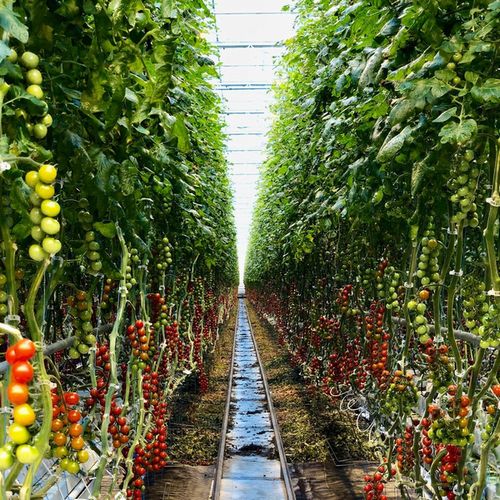 AppHarvest社が約63億円の資金調達に成功。太陽光利用型植物工場を建設