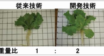 徳島文理大、植物工場によるレタスの収量2倍になる栽培法を確立