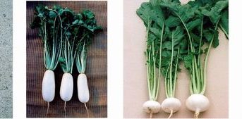 京セラ・グループ「なにわの伝統野菜」の栽培を通して生物多様性保全活動を推進