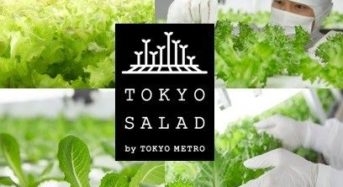 東京メトロ、植物工場「とうきょうサラダ」を使ったオリジナルメニューを松屋浅草で期間限定販売