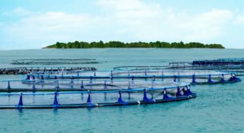 藻類やエビ養殖など、一次産業のハイテク化を目指す東南アジア最大の資源国「ブルネイ」