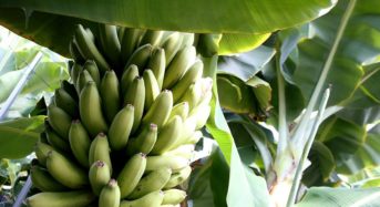 福島県でも国産・完全無農薬バナナ生産へ、観光の目玉商品として復興支援