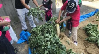 YACYBER、セレッソ大阪ファン感謝デーにて子供向け野菜収穫体験を実施