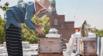 カナダ・ミシサガ市役所、都会の生物多様性を守るための養蜂プロジェクトを開始
