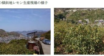 エネコム、広島県「傾斜地レモン栽培」×「IoT」連携による実証実験を開始