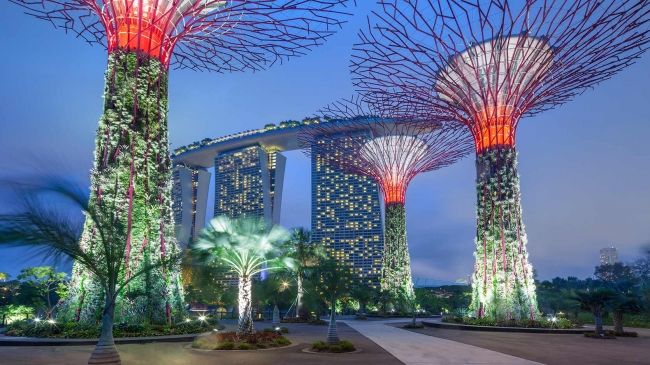 日本の菊「千輪咲」シンガポールの人気植物園『ガーデンズ・バイ・ザ・ベイ』に試験展示決定