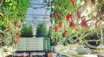 マイティ・バイン社、イリノイ州にて最大の植物工場トマト生産者へ