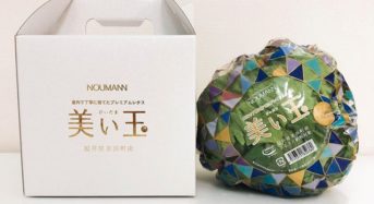 NOUMANNによる植物工場・結球レタス「美い玉」、野菜ソムリエサミットにて銀賞受賞