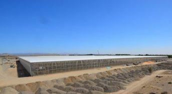 UAEアブダビの最新節水型のトマト植物工場、苗の定植スタート