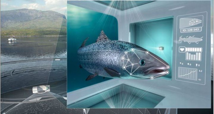 世界有数のサーモン養殖Cermaq社、魚の顔認証システムを導入。1匹ずつの健康状態をチェック