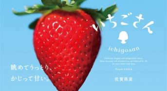 佐賀県、20年ぶりにイチゴ新品種「いちごさん」1万5,000の試験株から誕生