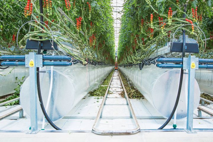 UAE植物工場のピュアハーベスト社、現地ファンドから約1.7億円を調達