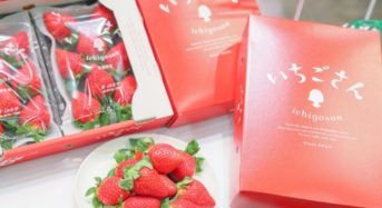 佐賀県の新品種「いちごさん」東京の大田市場に初出荷。18haで900トンの生産量を見込む