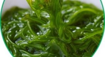 カネリョウ海藻、食後血糖値を上げない「シーベジタブルファースト 海藻ファースト」を提案