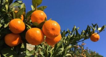 宿泊機能を持ったコワーキングスペース「コダテル」が柑橘農家の人手不足を解消