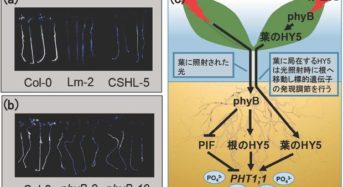東京大学など、赤色光にて植物に成長に必須なリン栄養の吸収を促進