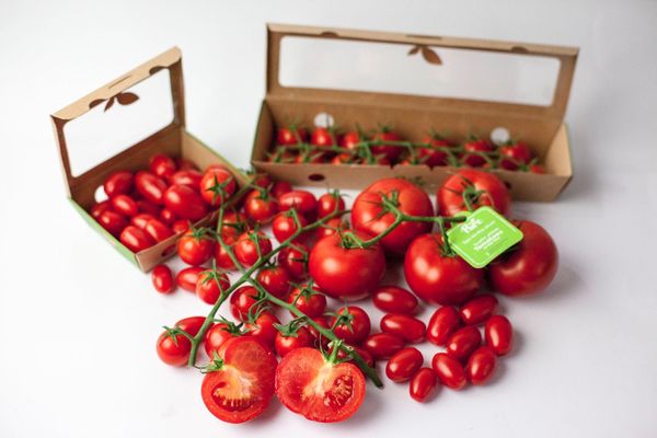 オランダ各社の植物工場技術を結集。中東UAEのピュア・ハーベスト社がトマトを初収穫
